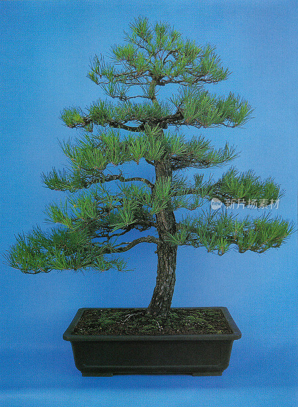 近距离拍摄的非正式直立(moyogi)风格的盆景树，苏格兰松(Pinus sylvestris)盆景工作室拍摄，蓝色背景